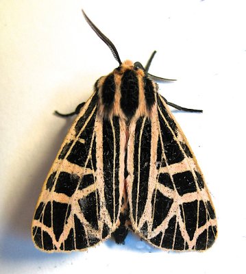 8196, Grammia parthenice, Parthenice Tiger Moth