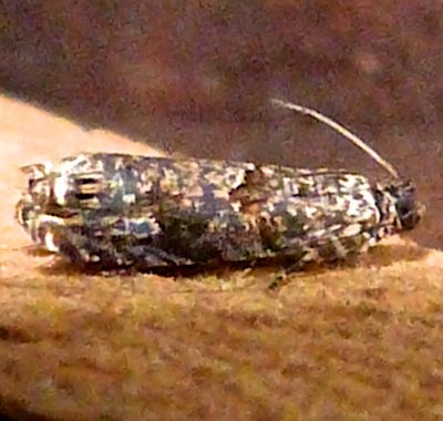 2701, Episimus argutaria, Sumac Leaftier Moth