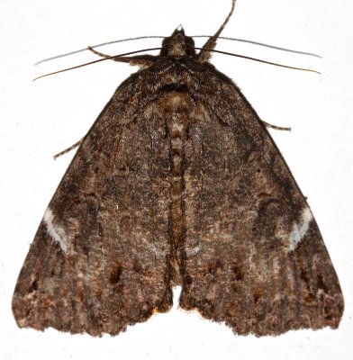 8719, Euparthenos nubilis, Locust Underwing 