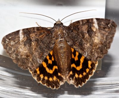 8719, Euparthenos nubilis, Locust Underwing 