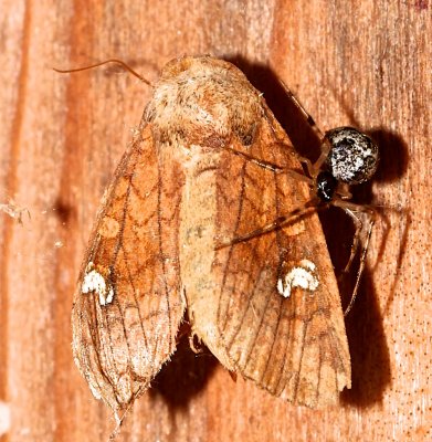 9457, Amphapoea americana, American Ear Moth