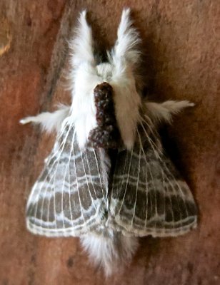 7670, Tolype vellada, Large Tolype