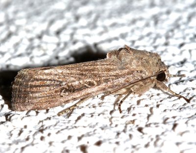 9666, Spodoptera frugiperda, Fall Armyworm Moth, female