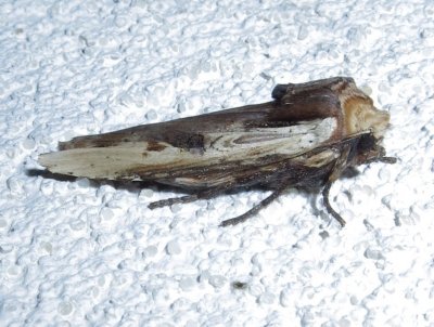 9874, Xylena curvimacula, Dot-and-Dash Swordgrass