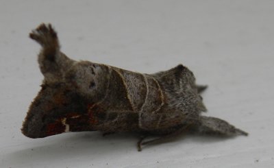 7896, Clostera inclusa, Angle-lined Prominent,