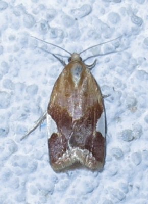 3682, Clepsis persicana, white-triangle tortrix