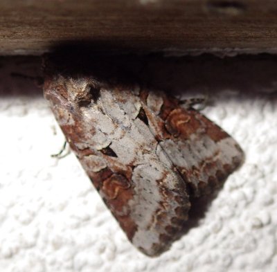 10304, Trichordestra legitima, Striped Garden Caterpilla