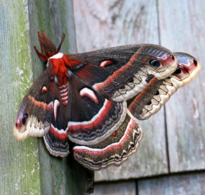 7767,  Hyalophora cecropia, Cecropia moth