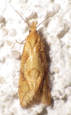 3755.1 Aethes biscana