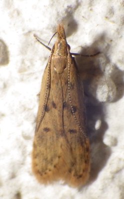 2288, Dichomeris punctipennella,  Many-spotted Dichomeris 