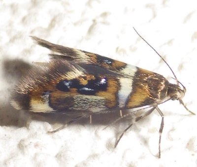 1050,  Fabiola shaleriella