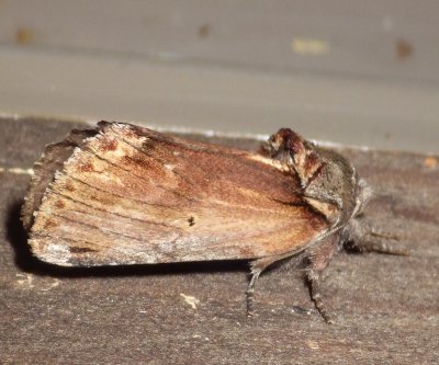  8010,  Schizura concinna,  Red-humped Caterpillar Moth 