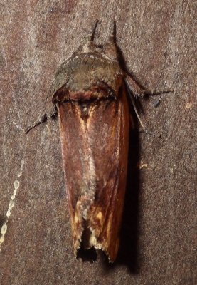 8010, Schizura concinna, Red-humped Caterpillar Moth