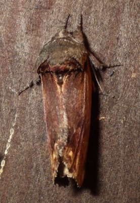  8010,  Schizura concinna,  Red-humped Caterpillar Moth 