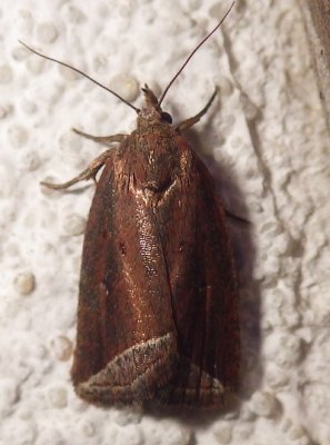 9059,  Capis curvata,  Curved Halter Moth 