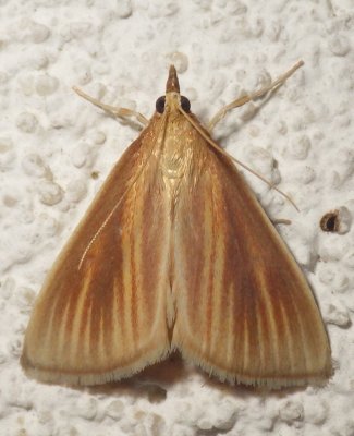 4937, Nascia acutella , Streaked Orange Moth