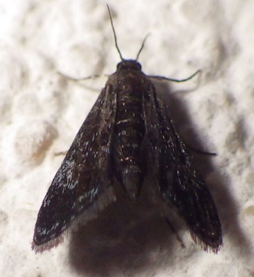 4754,  Elophila tinealis
