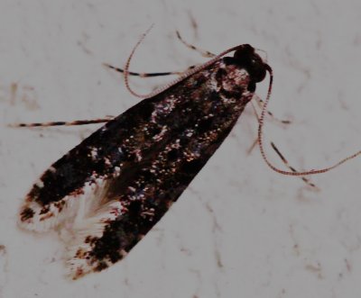 0287,  Homosetia bifasciella 