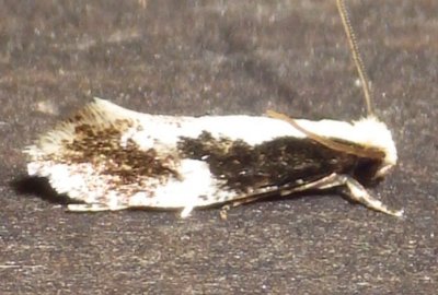   0415,  Monopis crocicapitella,  Bird Nest Moth