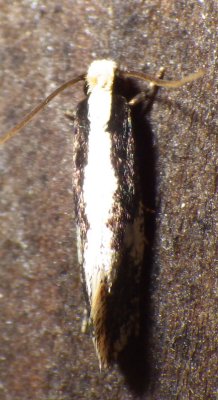  0415,  Monopis crocicapitella,  Bird Nest Moth 
