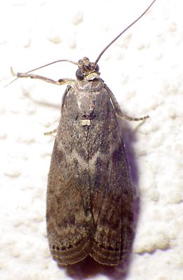  5796,  Sciota subcaesiella, Locust Leafroller 