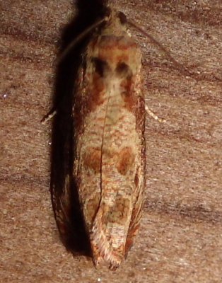 2803, Olethreutes merrickana