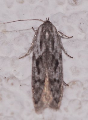 Blastobasidae. Sp 