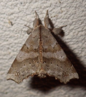 7665,  Olceclostera angelica,  Angel Moth 