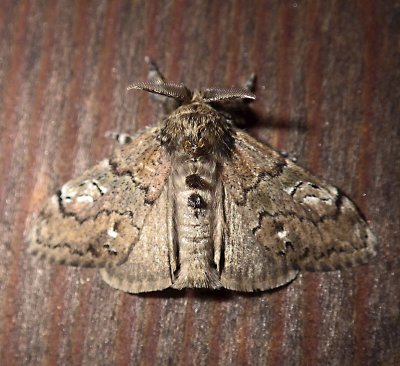 930154  8302  Dasychira obliquata  Streaked Tussock Moth  (Grote & Robinson, 1866)u