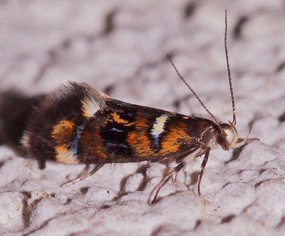  1050, Fabiola shaleriella,  Shaler's Fabiola Moth 