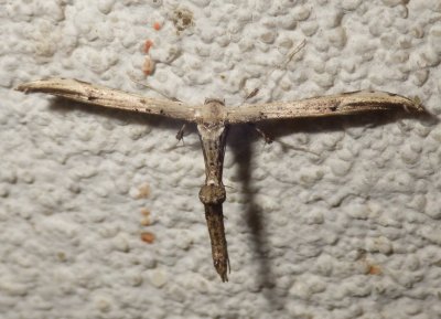  6168, Oidaematophorus eupatorii, Eupatorium Plume Moth 
