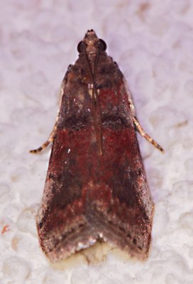5669 – Acrobasis stigmella