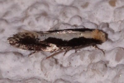 0416, Monopis dorsistrigella, Skunkback Monopis