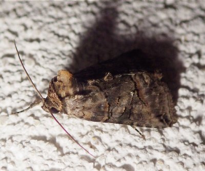  8881,  Abrostola urentis,  Spectacled Nettle Moth
