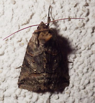  8881,  Abrostola urentis,  Spectacled Nettle Moth 