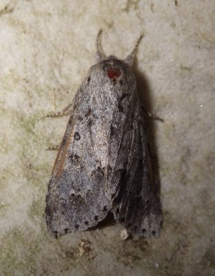 9199,  Acronicta rubricoma,  Ruddy Dagger 