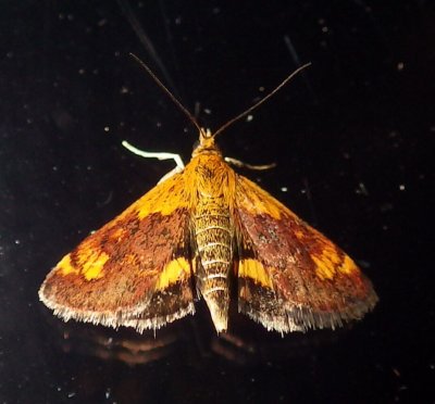  5058,  Pyrausta orphisalis,  Orange Mint Moth