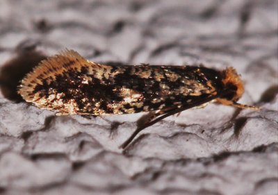  0276,  Doleromorpha porphyria 