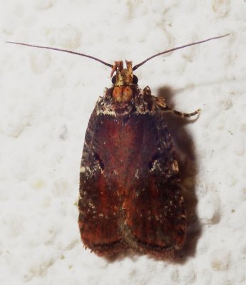  0857,  Agonopterix lythrella 