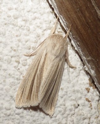  9280,  Simyra insularis,  Henry's Marsh Moth 