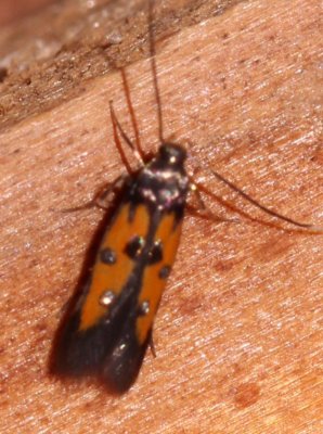  1463,  Chrysoclista linneella, Linden Bark-borer 