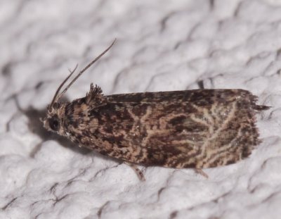  2776,  Olethreutes furfuranum,  Woolly-backed Moth 