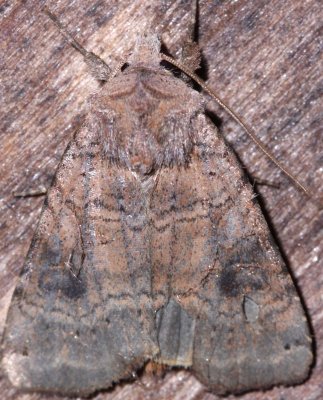  10944, Xestia smithii,  Smith's Dart  