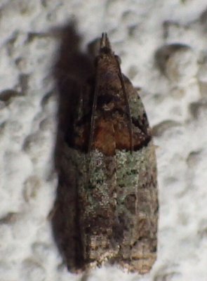 3286,  Epinotia medioviridana,  Raspberry Leaf-roller 