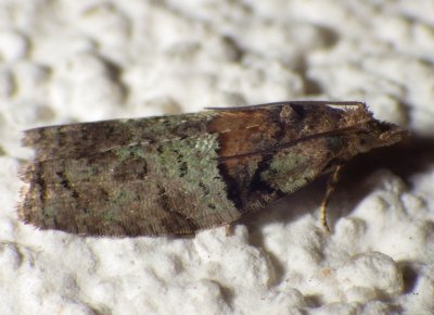  3286,  Epinotia medioviridana, Raspberry Leaf-roller 