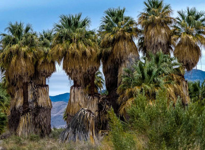 Coachella Preserve