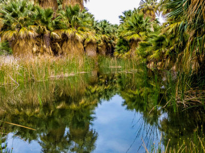 Coachella Preserve