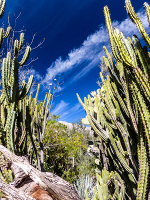 Coachella Preserve 