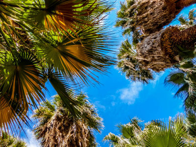 Coachella Preserve