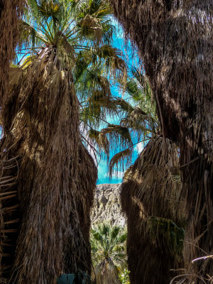 Coachella Preserve